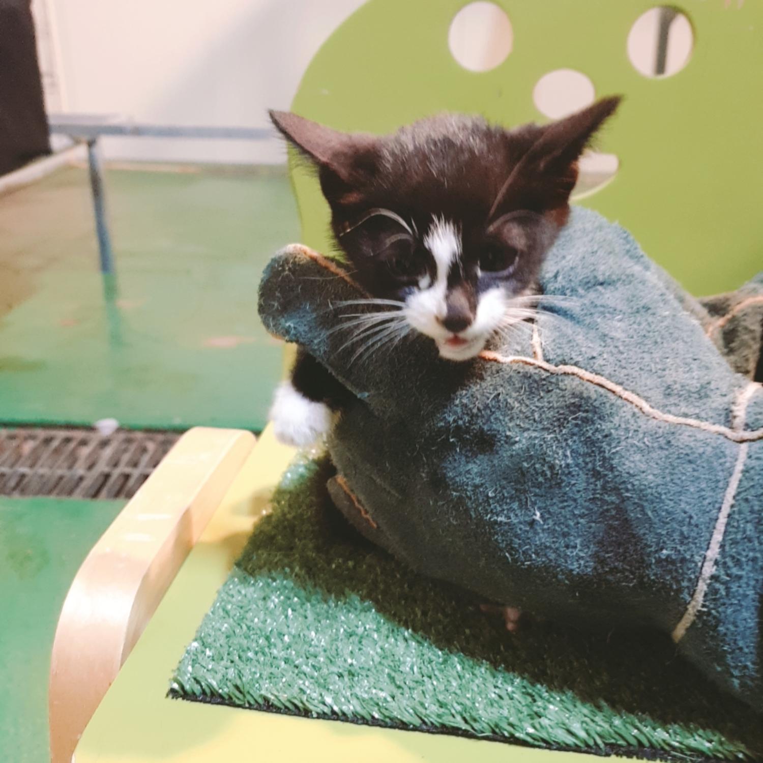 나주유기동물보호센터_446483202301344